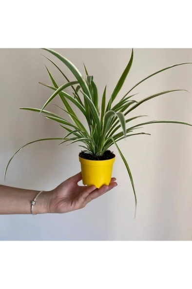 Kurdele Çiçeği - Sarkan Çiçek - Oksijen Kaynağı 10-20 cm - Resim 3