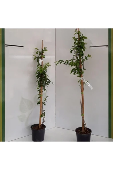 Begonvil Sarmaşığı Fidanı (Gelin Duvağı) Sarılıcı Mor Tırmanıcı - Resim 5