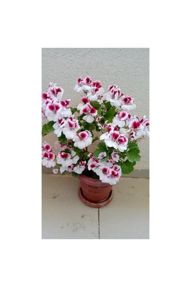 Ceylan Gözlü Sardunya Fide 10-20cm ürün görseli