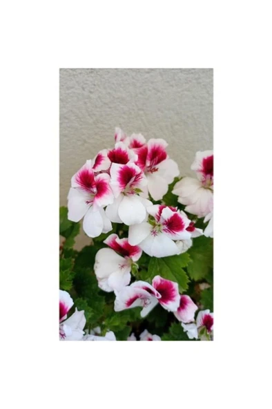 Ceylan Gözlü Sardunya Fide 10-20cm - Resim 2