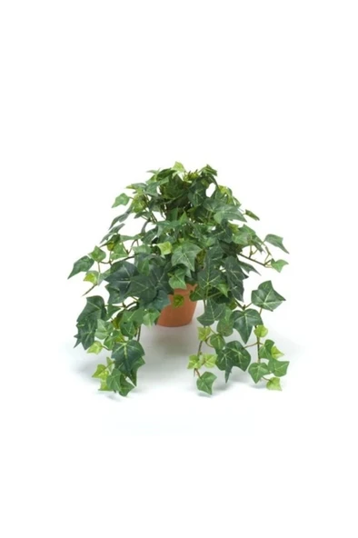 Hedera Helix Sarmaşığı Saksı Ofis Ev ve Balkon Bitkisi ürün görseli