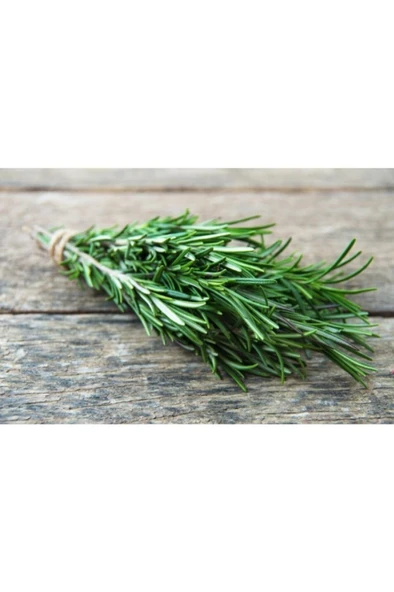 Biberiye Bitkisi (Rosmarinus Officinalis) Saksıda 10-20  cm - Resim 2