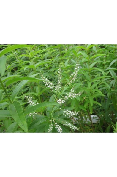 Saksıda Kokulu Limon Otu Melisa Fidanı 10-20 cm ürün görseli