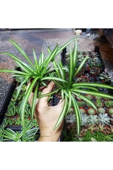 Kurdele Çiçeği - Sarkan Çiçek - Oksijen Kaynağı 10-20 cm - Resim 4