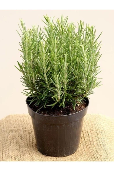 Biberiye Fidanı 1 Adet 10-20 cm - Resim 2