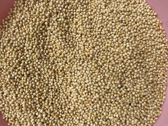 Akdarı Muhabbet Kuş Yemi - 5 Kg - Resim 2