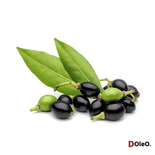 Dolar Kimya Defne Tohumu Yağı - 100 mL - Resim 2