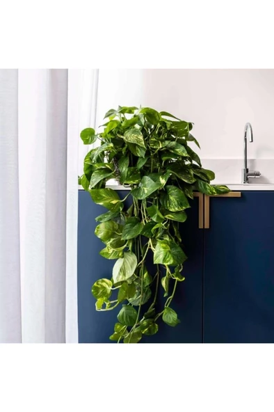 Lavanta Çiçeği Fidanı 10-20  cm - Resim 2