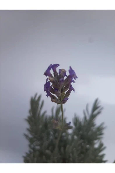 Lavanta Çiçeği Fidanı 10-20  cm - Resim 3