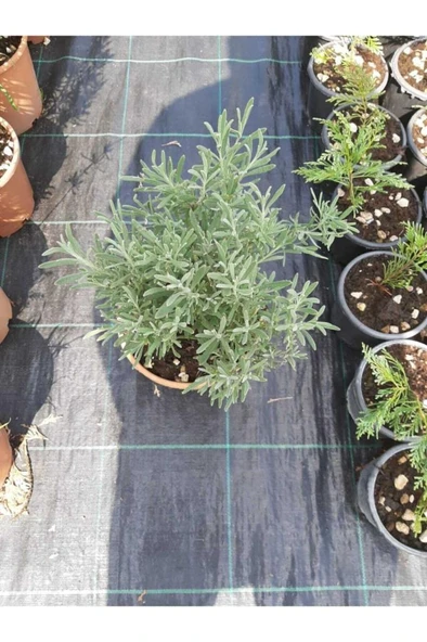 Lavanta Çiçeği Fidanı 10-20  cm 2 Adet - Resim 2