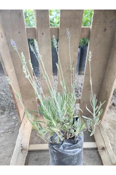 Lavanta Çiçeği Fidanı 10-20  cm ürün görseli