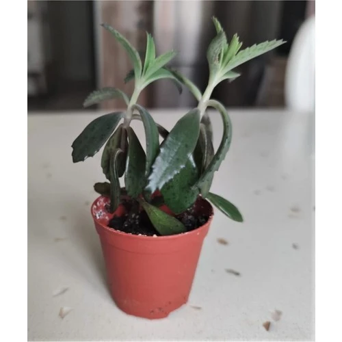 Aşkın Gözyaşı Fidesi 10-20 cm ürün görseli