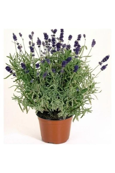 Lavanta Çiçeği Fidanı 10-20  cm - Resim 2