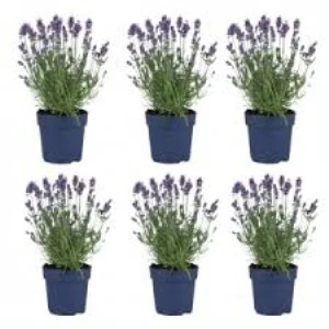 Lavanta Çiçeği Fidanı 10-20  cm 4 Adet ürün görseli