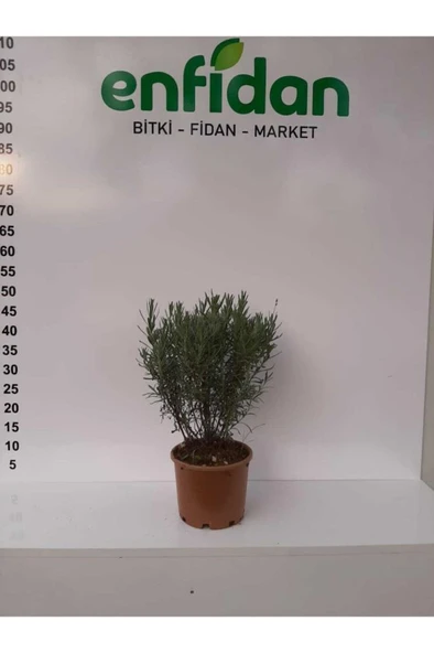 Lavanta Çiçeği Fidanı 10-20  cm 2 Adet - Resim 5