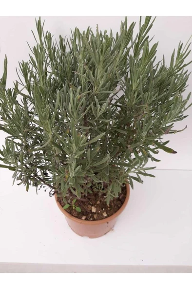 Lavanta Çiçeği Fidanı 10-20  cm 2 Adet - Resim 4