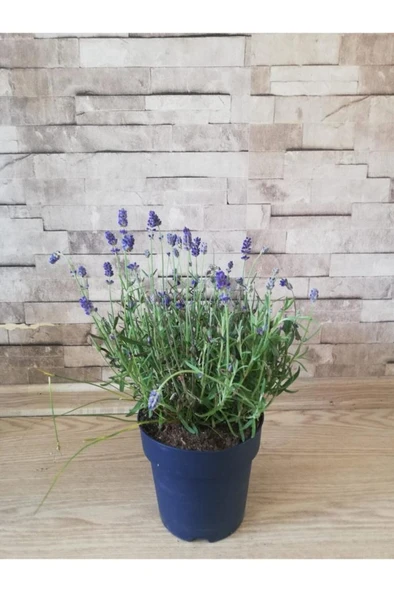 Lavanta Çiçeği Fidanı 10-20  cm - Resim 2