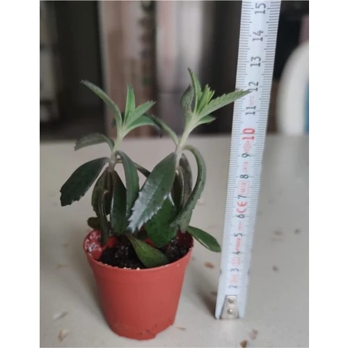 Aşkın Gözyaşı Fidesi 10-20 cm - Resim 2