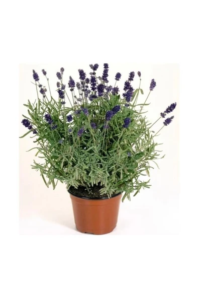 Lavanta Çiçeği Fidanı Fidesi 10-20 cm ürün görseli