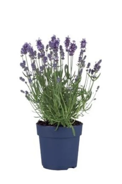 Lavanta Çiçeği Fidanı 10-20  cm 4 Adet - Resim 2