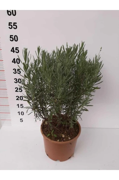 Lavanta Çiçeği Fidanı 10-20  cm 2 Adet - Resim 3