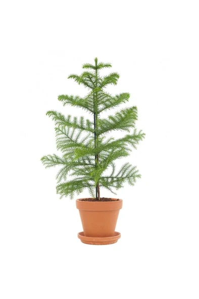 Lavanta Çiçeği Fidanı 10-20  cm - Resim 3