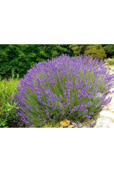 Lavanta 4 Adet- Lavandula Officinalis - Resim 2
