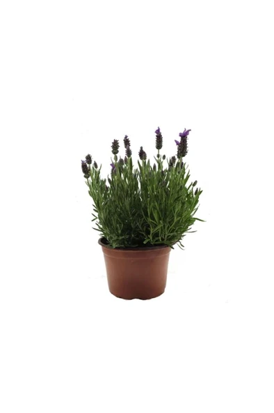 Lavanta Çiçeği Fidanı 10-20  cm ürün görseli