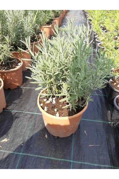 Lavanta Çiçeği Fidanı 10-20  cm 2 Adet ürün görseli