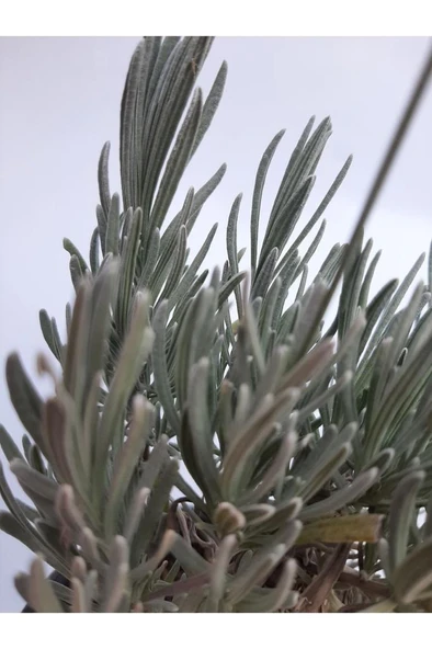 Lavanta Çiçeği Fidanı 10-20  cm - Resim 2