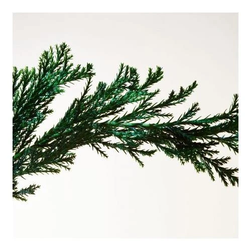 Bottega Veneta Parco Palladiano II Cipresso Edp 100 Ml Unisex Parfüm - Resim 4