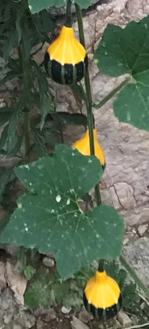 Yerli Küçük Ampul Süs Kabağı Tohumu 10 Adet - Resim 2