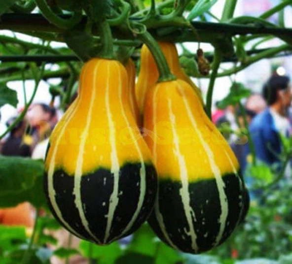 Yerli Küçük Ampul Süs Kabağı Tohumu 10 Adet - Resim 3