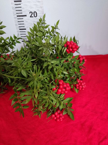 Canlı Kesme Yılbaşı Çiçeği Kokina - 1 Deste 6 Dal - Resim 3