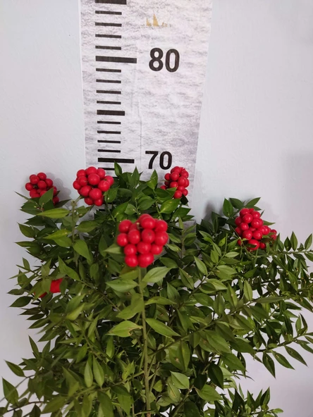 Canlı Kesme Yılbaşı Çiçeği Kokina - 1 Deste 6 Dal - Resim 2