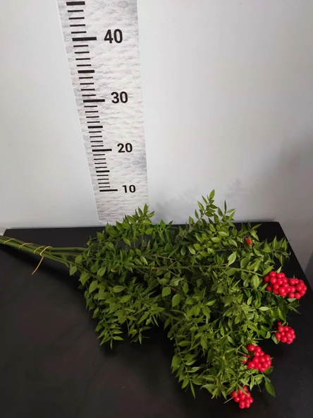 Canlı Kesme Yılbaşı Çiçeği Kokina - 1 Deste 6 Dal - Resim 4