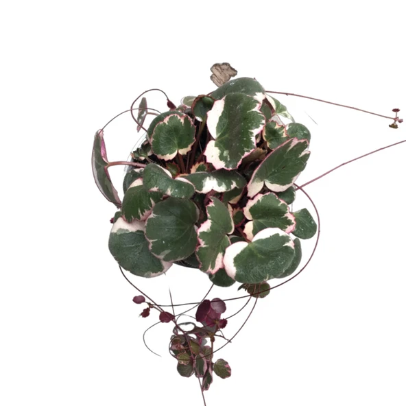 Saxifraga Stolonifera 'Tricolor' (Gelin Teli Çiçeği) - Resim 2