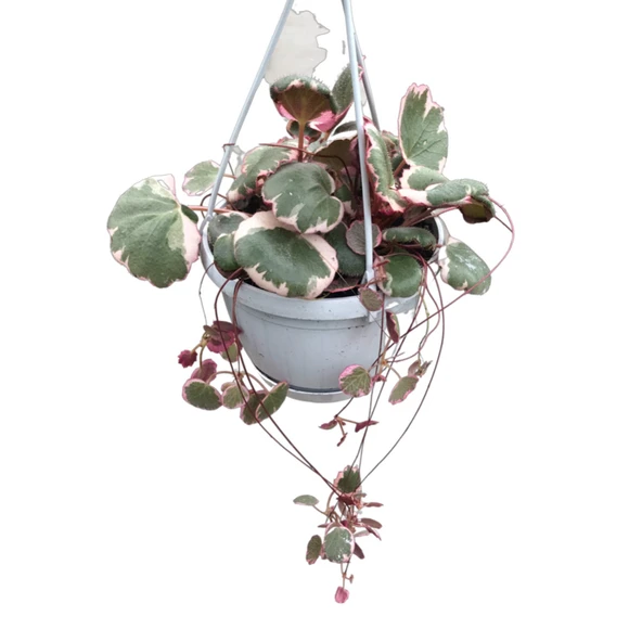 Saxifraga Stolonifera 'Tricolor' (Gelin Teli Çiçeği) ürün görseli