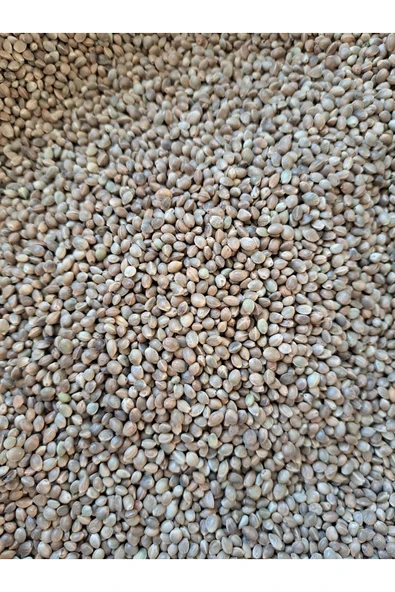 Kendir (Kenevir) Tohumu kanarya Saka Yemi (1KG) - Resim 2