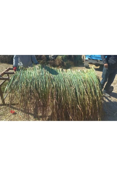 BİŞKİN Dekoratif Doğal Püskül Otu, Saçak Otu / Saçak Otu Yükseklik 100 cm x Genişlik 2 Metre ürün görseli 1