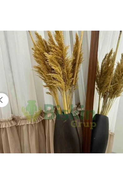 Bolvadi 20 Adet Kuru Çiçek Doğal Pampas Dekoratif Ürün - Resim 3