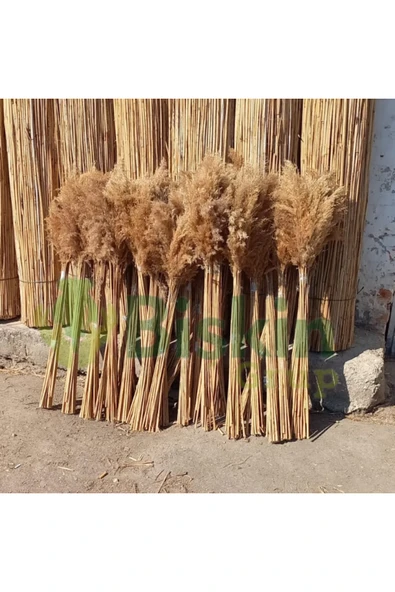 Bolvadi 20 Adet Kuru Çiçek Doğal Pampas Dekoratif Ürün - Resim 2
