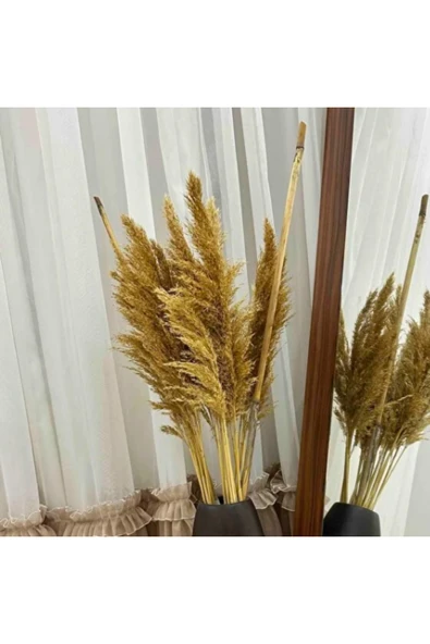 Bolvadi 20 Adet Kuru Çiçek Doğal Pampas Dekoratif Ürün - Resim 4