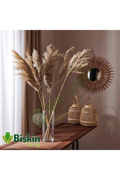 Bolvadi 20 Adet Kuru Çiçek Doğal Pampas Dekoratif Ürün ürün görseli 1