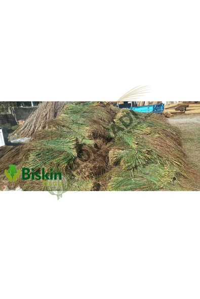 BİŞKİN Dekoratif Doğal Püskül Otu, Saçak Otu / Saçak Otu Yükseklik 170 cm x Genişlik 2 Metre - Resim 4