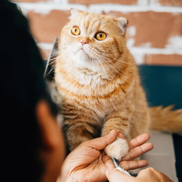 Happy Toozey HT04 Paslanmaz Çelik Kedi Köpek Tırnak Makası - Resim 2