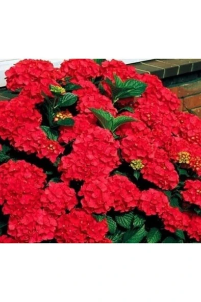 Kırmızı Ortanca Fidanı 10-20 cm - Resim 2