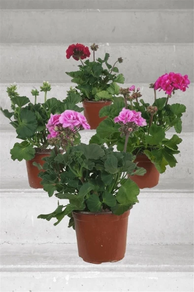 Sardunya Çiçeği Fidanı 4 Adet Karışık Renk 10-20 cm - Resim 2