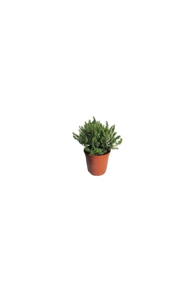 Dağ Bahçe Kekiği Fidanı Thymus Vulgaris 10-20 cm - Resim 2