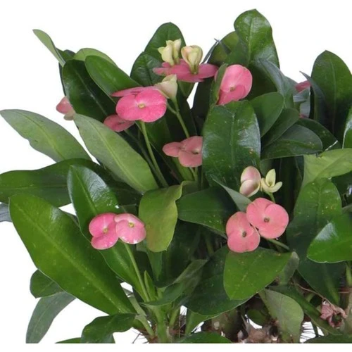 Dikenler Tacı Çiçeği Fidanı Pembe 10-20 cm - Resim 2